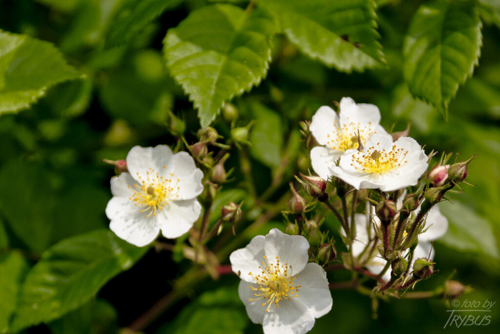 Fotografia przedstawia kwitnącą różę. Odmiany ozdobnych róż rozmnaża się przez okulizację na podkładkach z dzikich róż.