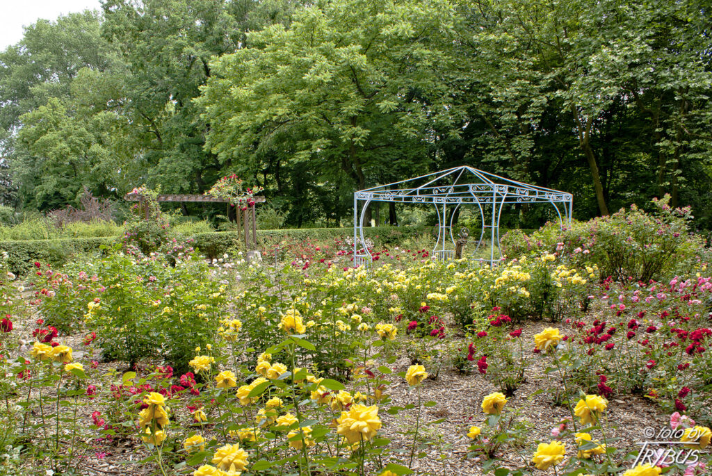Rosarium – wydzielona część Ogrodu Botanicznego w Zabrzu. To ogród (lub jego części), gdzie uprawiane i eksponowane są kolekcje róż.