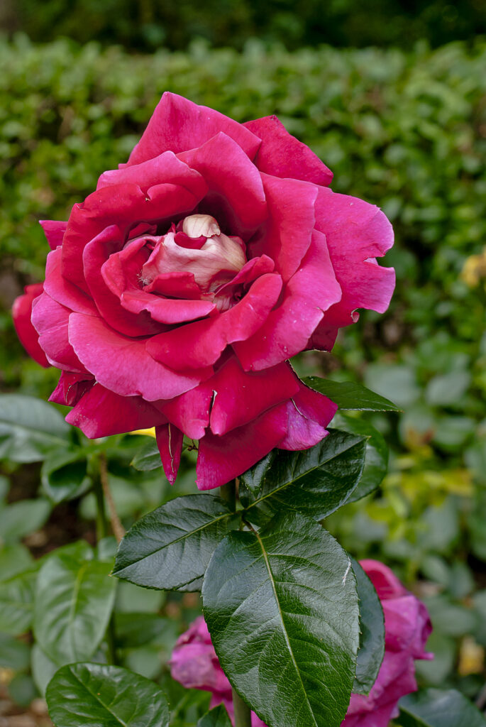 Fotografia przedstawia kwitnącą różę. Odmiany ozdobnych róż rozmnaża się przez okulizację na podkładkach z dzikich róż.