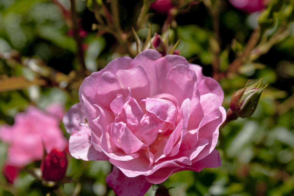 Fotografia przedstawia kwitnącą różę. Odmiany ozdobnych róż rozmnaża się przez okulizację na podkładkach z dzikich róż.