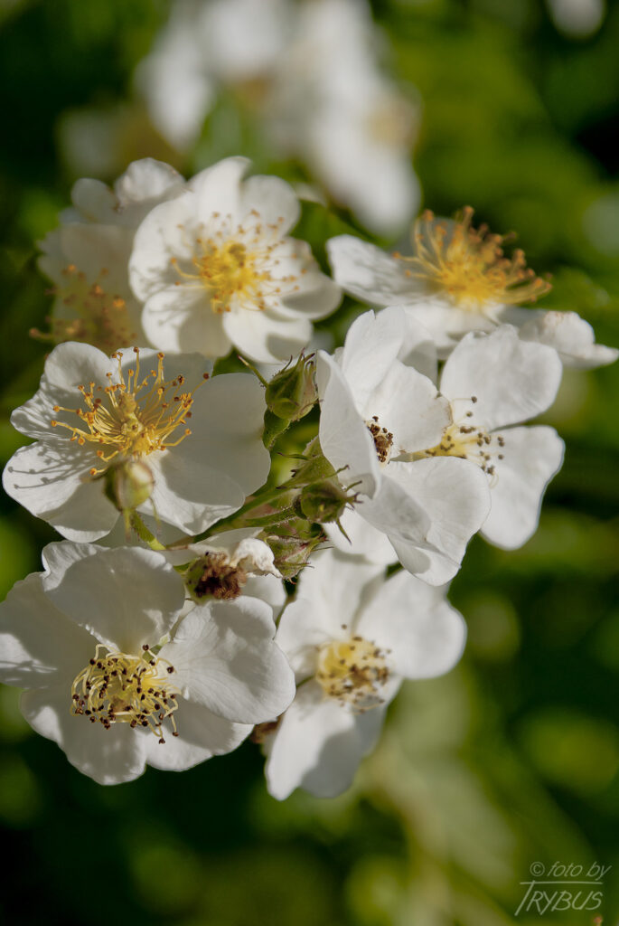 Fotografia przedstawia kwitnącą różę. Odmiany ozdobnych róż rozmnaża się przez okulizację na podkładkach z dzikich róż.