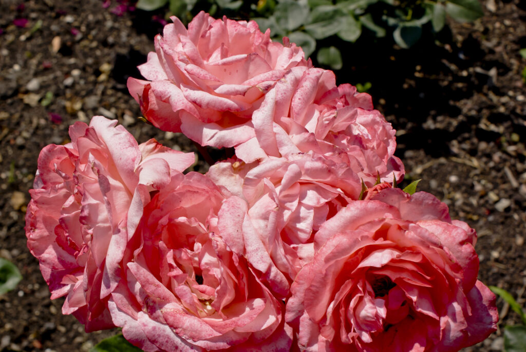 Fotografia przedstawia kwitnącą różę. Odmiany ozdobnych róż rozmnaża się przez okulizację na podkładkach z dzikich róż.