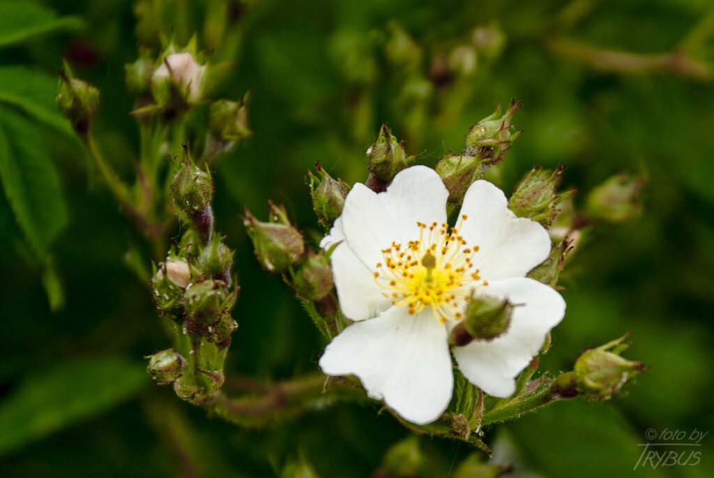 Fotografia przedstawia kwitnącą różę. Odmiany ozdobnych róż rozmnaża się przez okulizację na podkładkach z dzikich róż.
