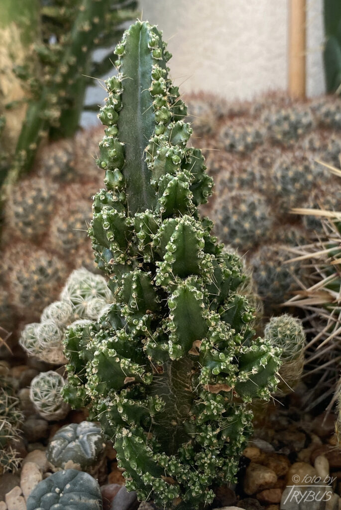 Fotografia przedstawia kaktusa Acanthocereus tetragonus, odmianę  'Fairy Castle’ – „Bajkowy zamek”. To hodowlana forma, której kształt przypomina iglice i wieżyczki zamku.
