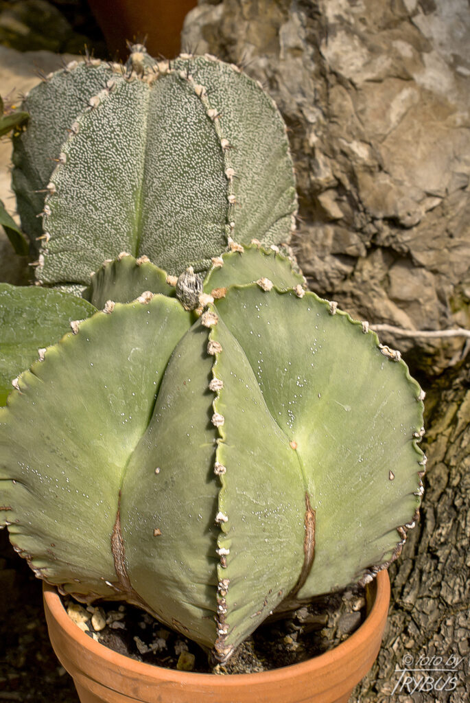 Fotografia przedstawia Astrophytum myriostigma var. nudum, a w głębi formę typową. Nazwa Astrophytum pochodzi od greckiego słowa oznaczającego roślinę gwiaździstą.