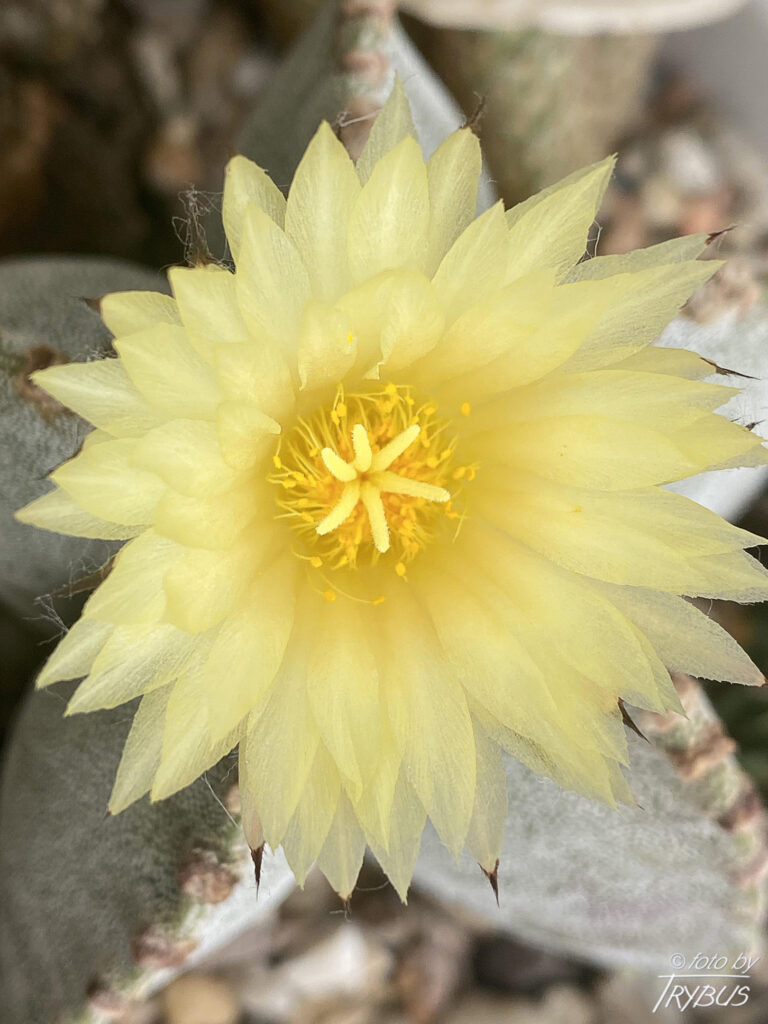 Fotografia przedstawia Astrophytum myriostigma, popularnie zwanego „czapą biskupa”. Nazwa Astrophytum pochodzi od greckiego słowa oznaczającego roślinę gwiaździstą.