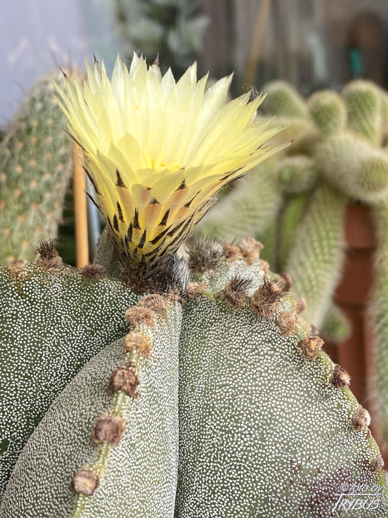 Fotografia przedstawia Astrophytum myriostigma, popularnie zwanego „czapą biskupa”. Nazwa Astrophytum pochodzi od greckiego słowa oznaczającego roślinę gwiaździstą.