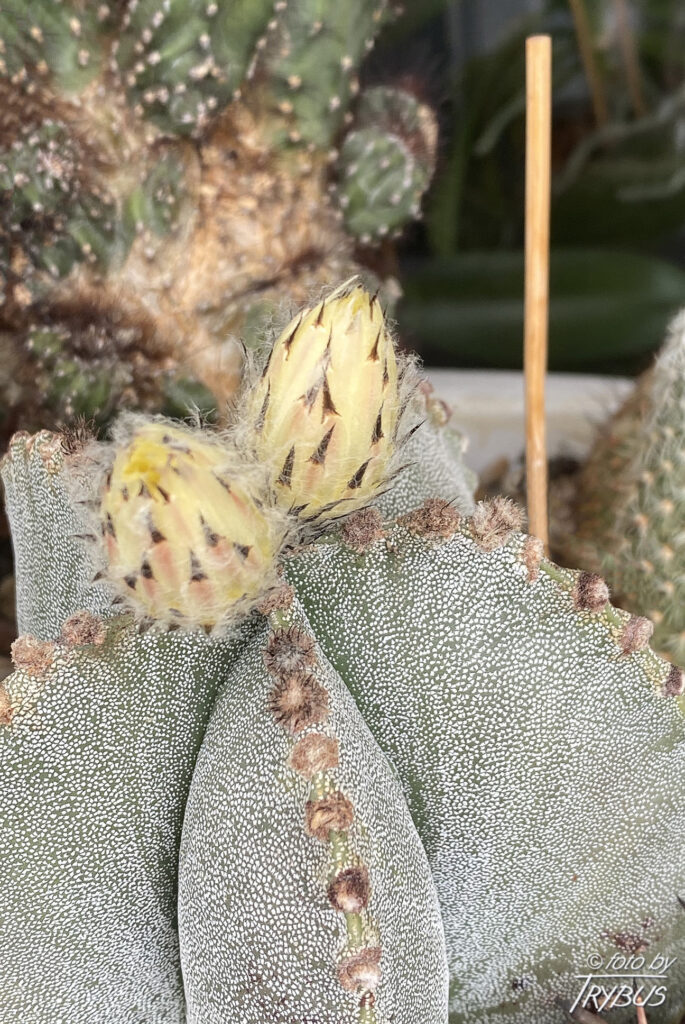 Fotografia przedstawia jeszcze bardziej rozwinięte pączki kwiatowe na kaktusie Astrophytum myriostigma, popularnie zwanego „czapą biskupa”. Nazwa Astrophytum pochodzi od greckiego słowa oznaczającego roślinę gwiaździstą.