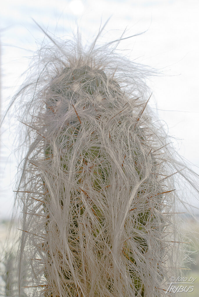 Fotografia przedstawia Cephalocereusa senilis. To wysoki kaktus kolumnowy z długimi, szarawobiałymi włosami, które służą do ochrony przed ostrym słońcem. Występuje we wschodnim Hidalgo w Meksyku.