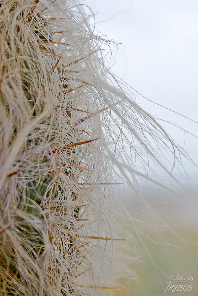 Fotografia przedstawia Cephalocereusa senilis. Powszechnie znany jest jako „starzec”, jest pokryty długimi, białymi jedwabistymi włosami, które kojarzą się z rozczochranymi włosami u starego człowieka.