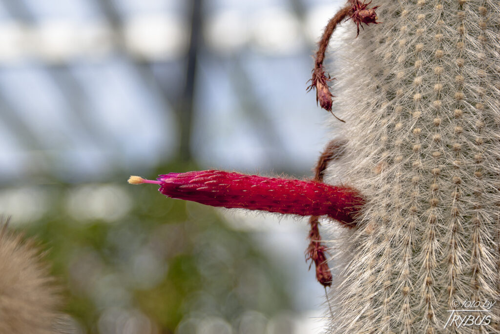 Fotografia przedstawia Cleistocactusa strausii. Jest to kaktus kolumnowy, który osiąga 3 m wysokości, a tylko 4-8 cm średnicy i pokryty jest gęsto białymi cierniami.