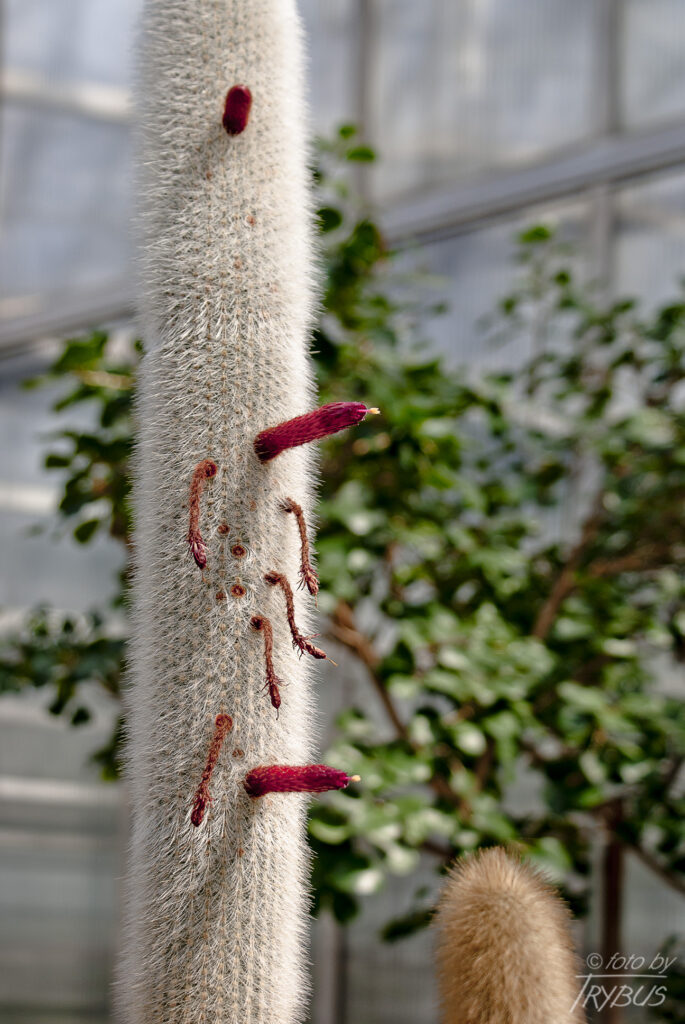 Fotografia przedstawia Cleistocactusa strausii. Jest to kaktus kolumnowy, który osiąga 3 m wysokości, a tylko 4-8 cm średnicy i pokryty jest gęsto białymi cierniami.
