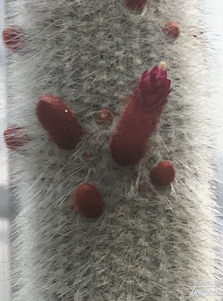 Fotografia przedstawia Cleistocactusa strausii. Jest to kaktus kolumnowy, który osiąga 3 m wysokości, a tylko 4-8 cm średnicy i pokryty jest gęsto białymi cierniami.