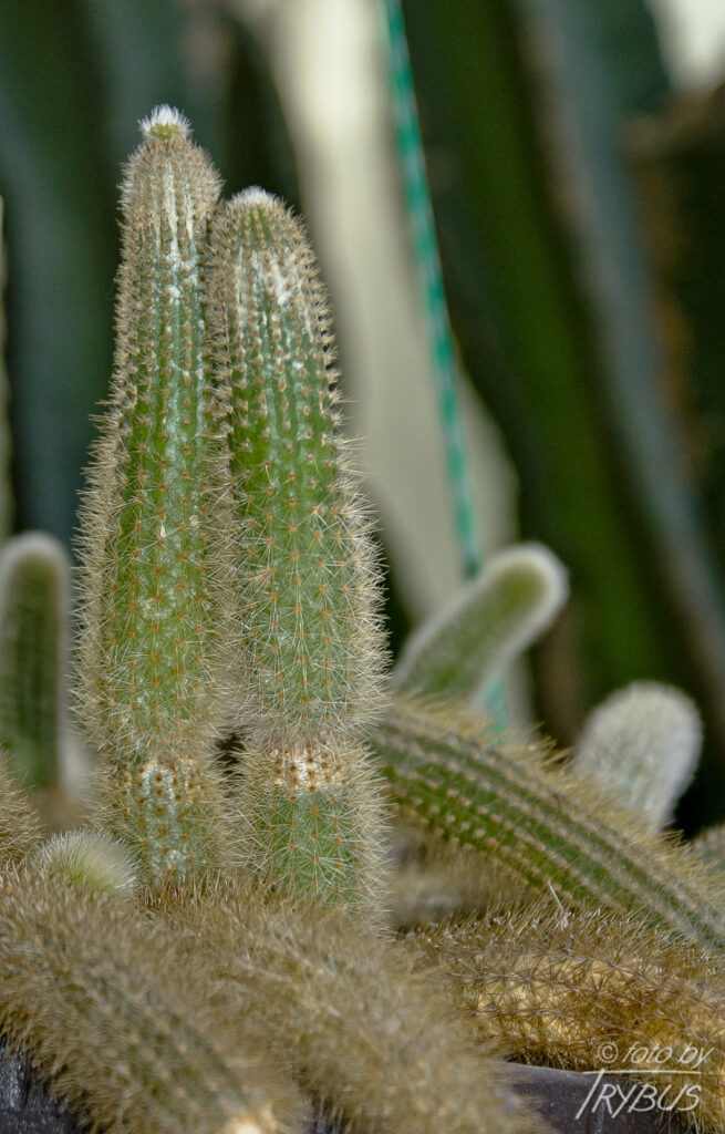 Fotografia przedstawia Cleistocactus winteri. To kaktus kolumnowy, który tworzy ogromne splątane kopce, do 90 cm wysokości. Posiada dwa podgatunki: subsp. winteri oraz subsp. colademono