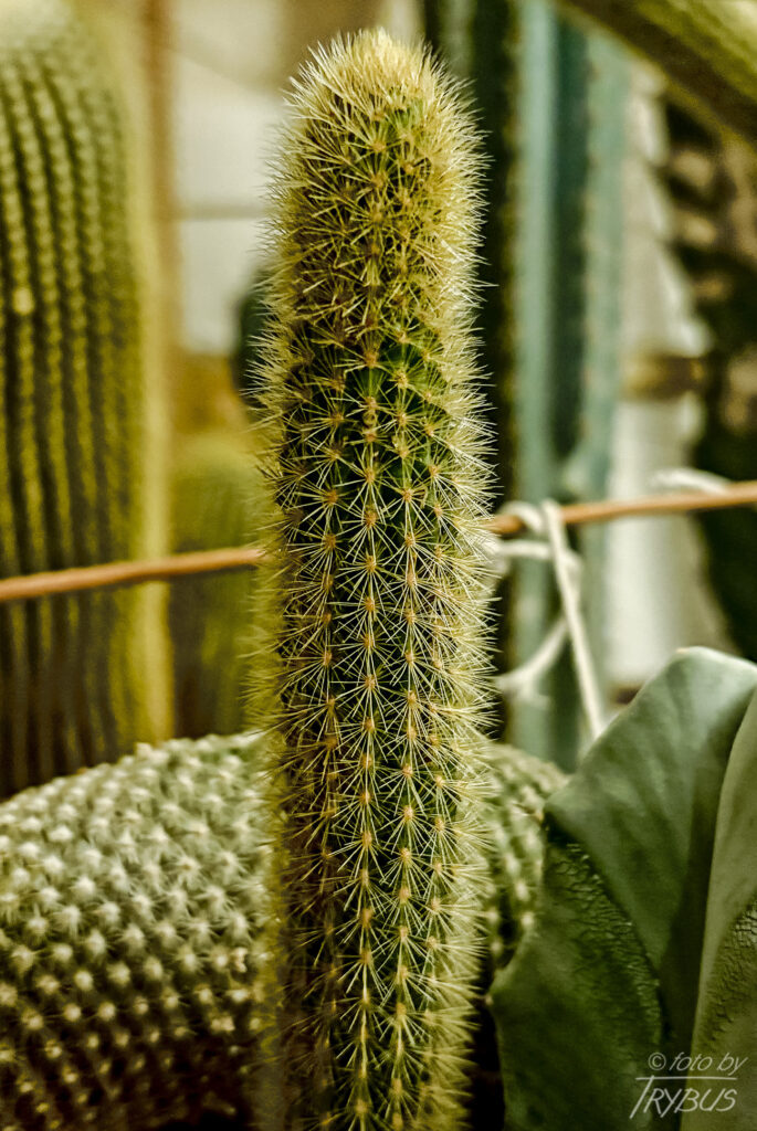 Fotografia przedstawia Cleistocactus winteri. To kaktus kolumnowy, który tworzy ogromne splątane kopce, do 90 cm wysokości. Posiada dwa podgatunki: subsp. winteri oraz subsp. colademono