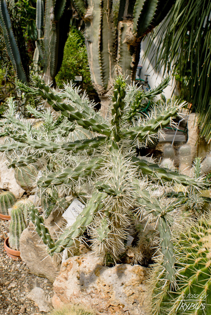 Fotografia przedstawia Cylindropuntia rosea. To kaktus pochodzący z północno-zachodniego Meksyku. Ma długie, białe, mocne ciernie i może dorastać do 1,5 m wysokości i 3 m szerokości.