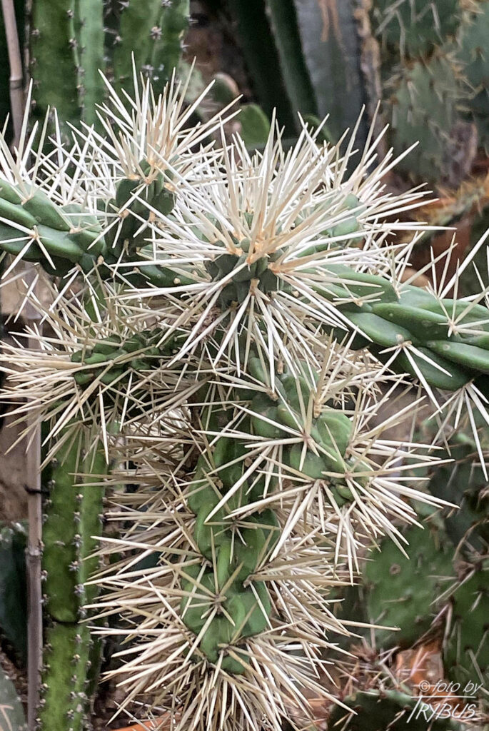 Fotografia przedstawia Cylindropuntia rosea. To kaktus pochodzący z północno-zachodniego Meksyku. Ma długie, białe, mocne ciernie i może dorastać do 1,5 m wysokości i 3 m szerokości.