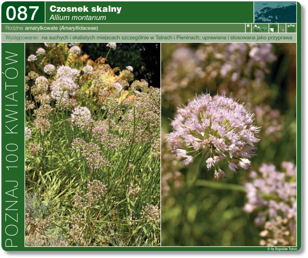 Strona prezentująca czosnek skalny. To gatunek rośliny należący do rodziny czosnkowatych. Występuje w prawie całej Europie, w Polsce pojawia się głównie na południu – w Tatrach i Pieninach.
