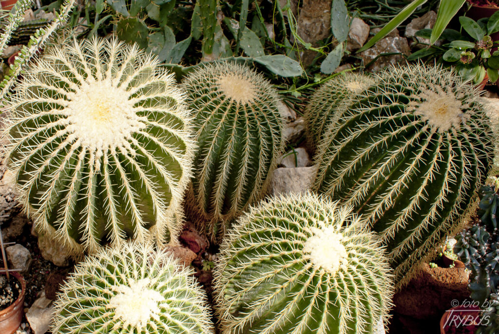 Fotografia przedstawia Echinocactus grusonii. To kaktus, który należy do rodzaju Echinocactusów i wraz z pokrewnym rodzajem Ferocactus jest powszechnie określany jako kaktusy beczkowate.