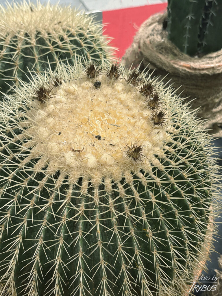 Fotografia przedstawia Echinocactus grusonii. To kaktus, który należy do rodzaju Echinocactusów i wraz z pokrewnym rodzajem Ferocactus jest powszechnie określany jako kaktusy beczkowate.