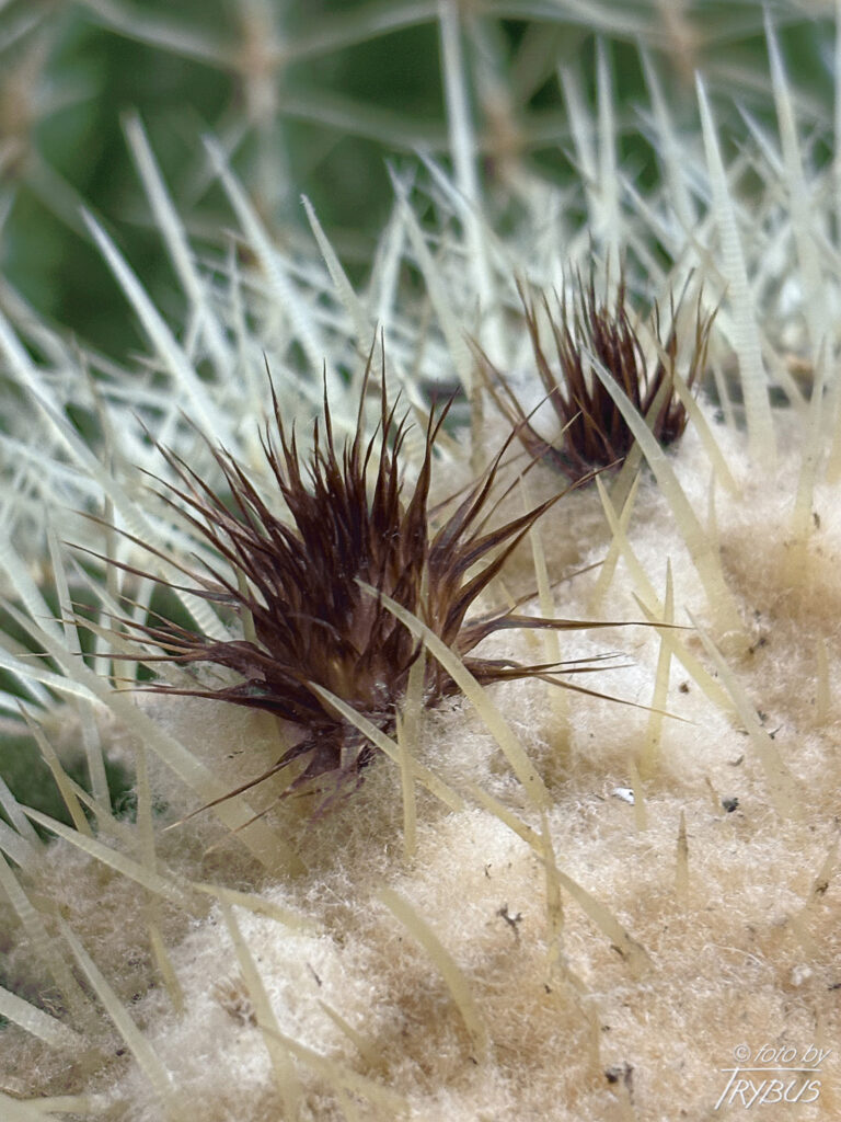 Fotografia przedstawia Echinocactus grusonii. To kaktus, który należy do rodzaju Echinocactusów i wraz z pokrewnym rodzajem Ferocactus jest powszechnie określany jako kaktusy beczkowate.