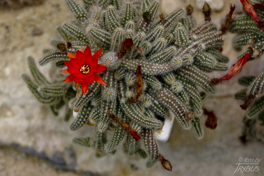 Fotografia przedstawia kwitnącego kaktusa Chamaecereus silvestrii obecnie przyjęta nazwa naukowa to Echinopsis chamaecereus, jednakże najlepiej znany jest pod swoją starą nazwą.
