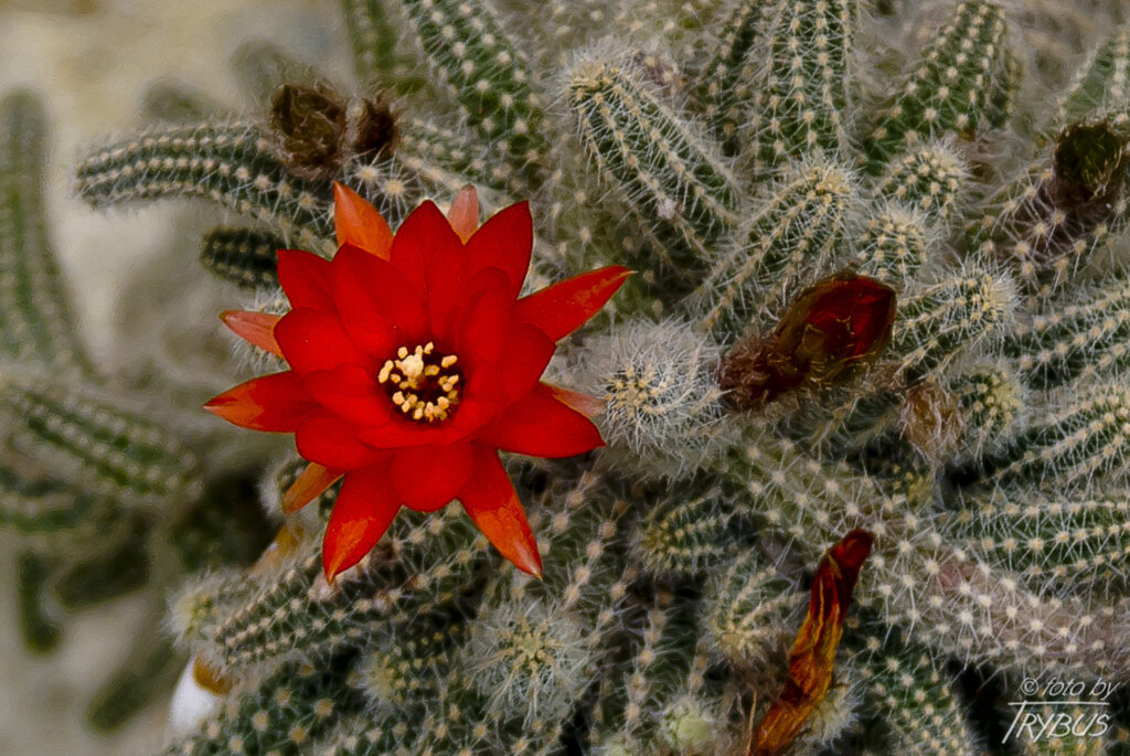 Fotografia przedstawia kwitnącego kaktusa Chamaecereus silvestrii obecnie przyjęta nazwa naukowa to Echinopsis chamaecereus, jednakże najlepiej znany jest pod swoją starą nazwą.