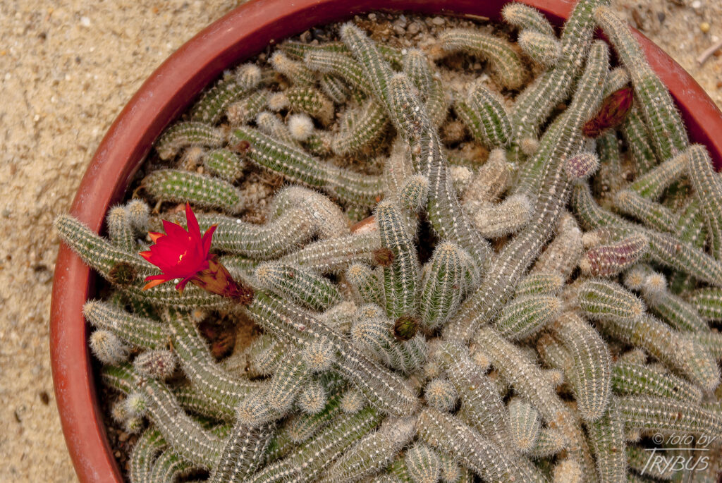 Fotografia przedstawia kwitnącego kaktusa Chamaecereus silvestrii obecnie przyjęta nazwa naukowa to Echinopsis chamaecereus, jednakże najlepiej znany jest pod swoją starą nazwą.