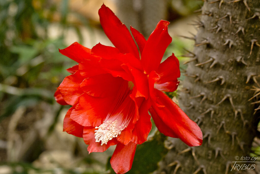 Fotografia przedstawia kwitnące Epicactus ’Jersey Beauty’. Jest to hybryda Epiphillum – odmiana, podobnie jak inne Epicactusy, wychodowana głównie dla pięknych kwiatów.