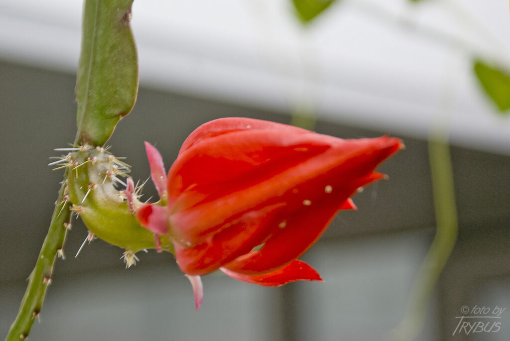 Fotografia przedstawia kwitnące Epicactus ’Jersey Beauty’. Jest to hybryda Epiphillum – odmiana, podobnie jak inne Epicactusy, wychodowana głównie dla pięknych kwiatów.