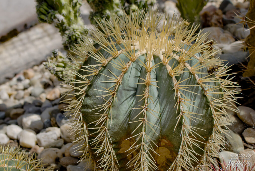 Fotografia przedstawia Ferocactus glaucescens. Kaktus ten może osiągać ponad 45 cm średnicy, jego ciernie są dość równomiernie rozmieszczone i posiada niezwykłe białe owoce.
