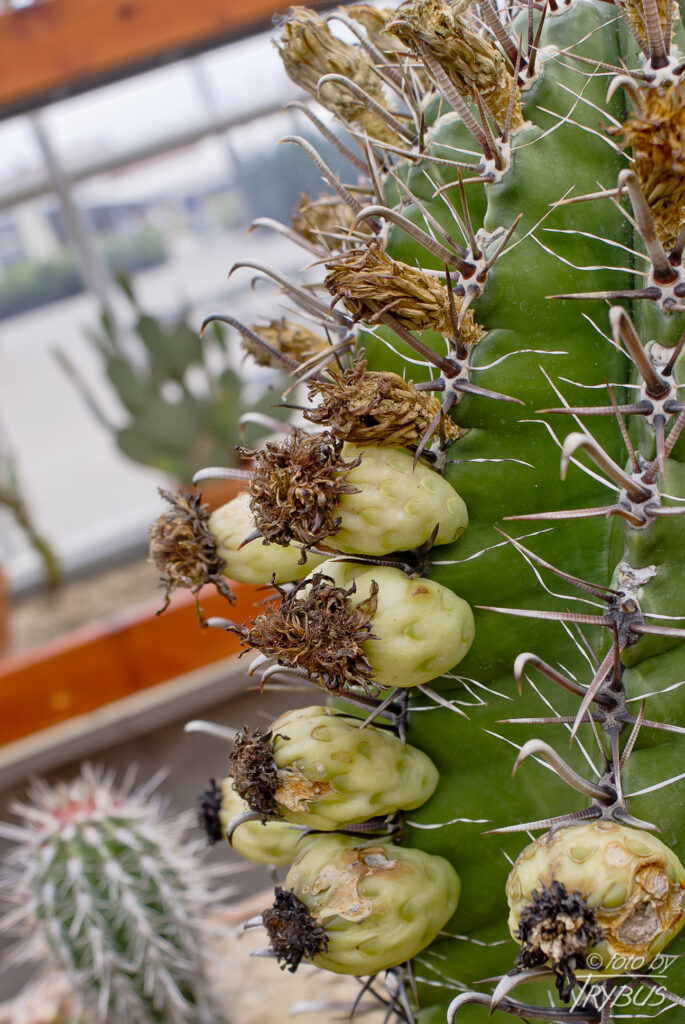 Fotografia przedstawia owoce na Ferocactusie herrerae. To kaktus kulisty, z czasem robi się bardziej kolumnowy (beczkowaty). Występuje w meksykańskich stanach Sonora, Sinaloa i Durango.