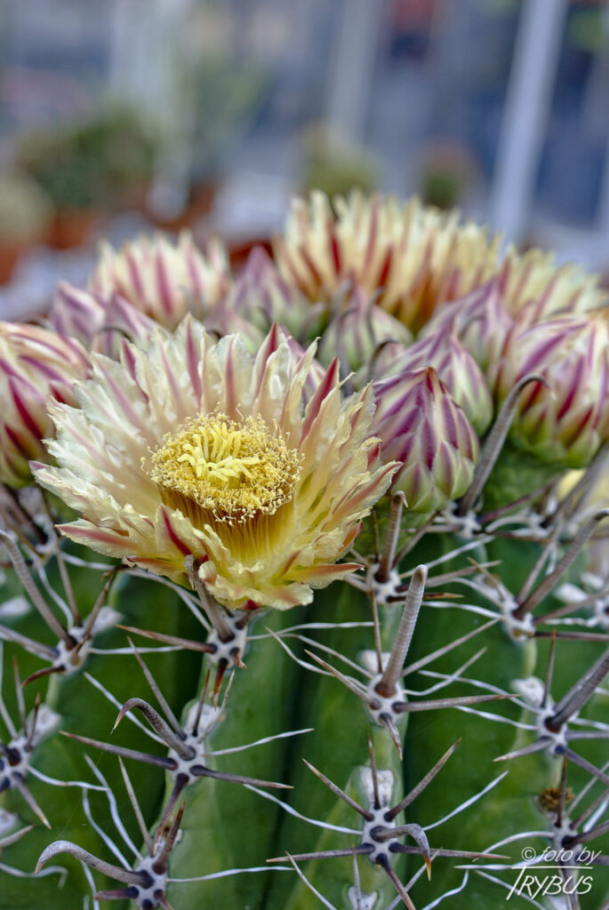 Fotografia przedstawia kwitnącego Ferocactusa herrerae. To kaktus kulisty, z czasem robi się bardziej kolumnowy (beczkowaty). Występuje w meksykańskich stanach Sonora, Sinaloa i Durango.