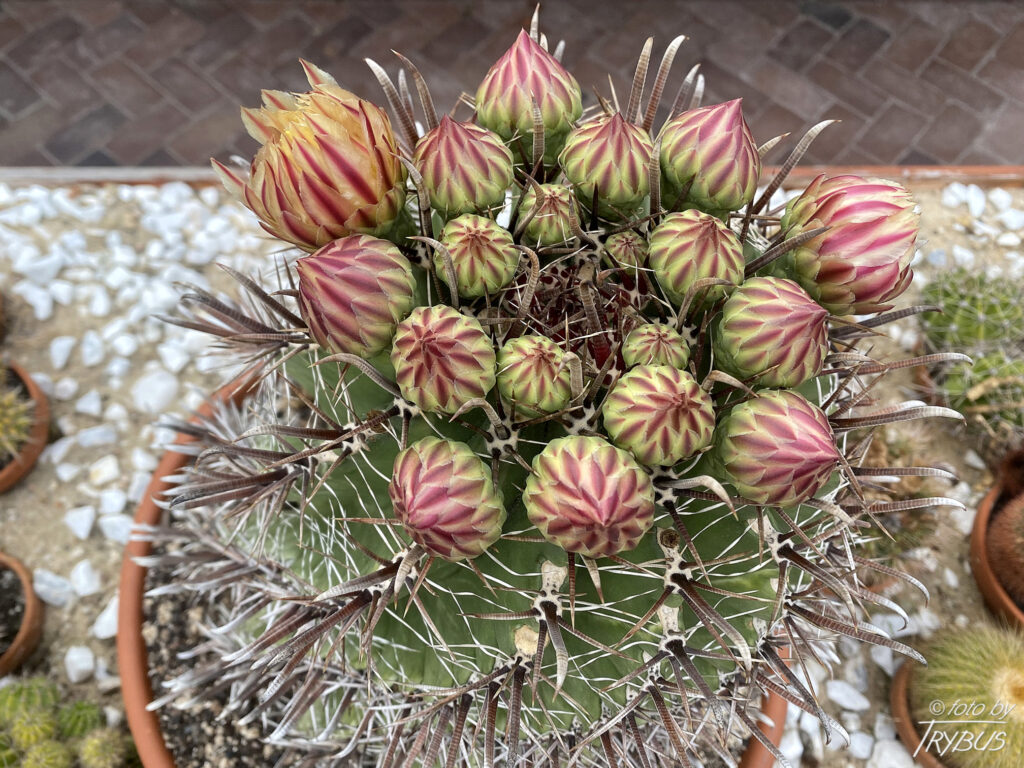 Fotografia przedstawia pączki kwiatowe na Ferocactusie herrerae. To kaktus kulisty, z czasem robi się bardziej kolumnowy (beczkowaty). Występuje w meksykańskich stanach Sonora, Sinaloa i Durango.