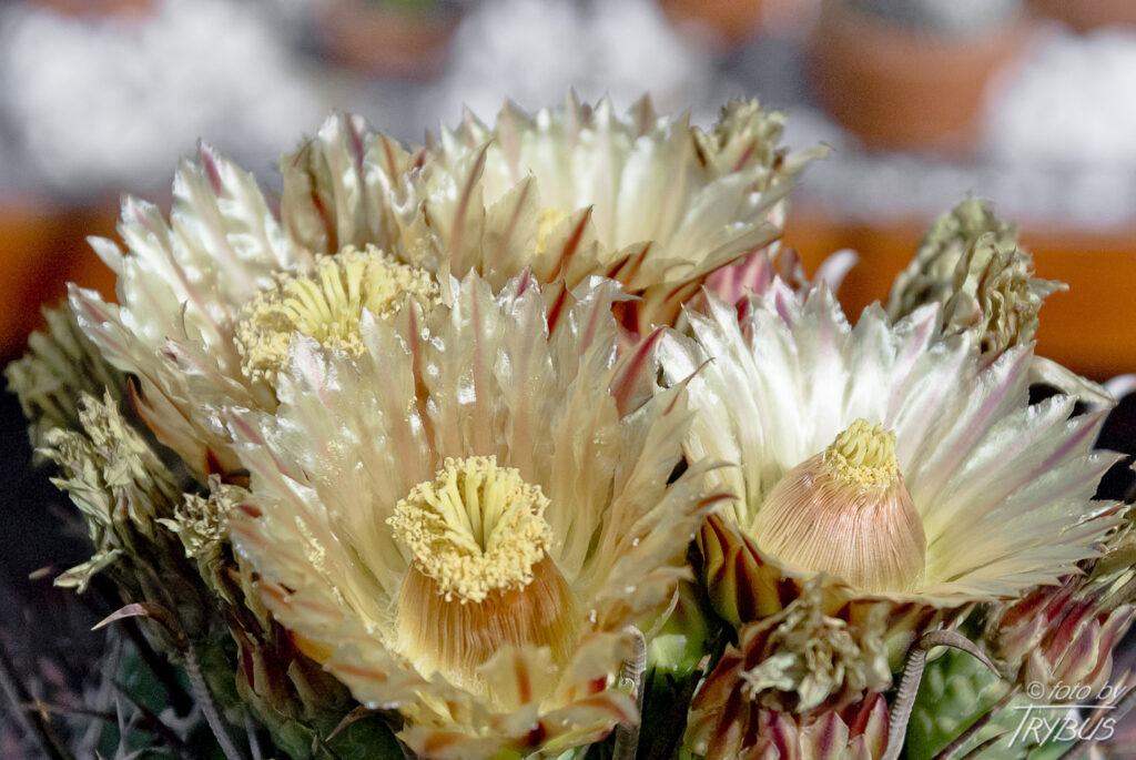 Fotografia przedstawia kwitnącego Ferocactusa herrerae. To kaktus kulisty, z czasem robi się bardziej kolumnowy (beczkowaty). Występuje w meksykańskich stanach Sonora, Sinaloa i Durango.