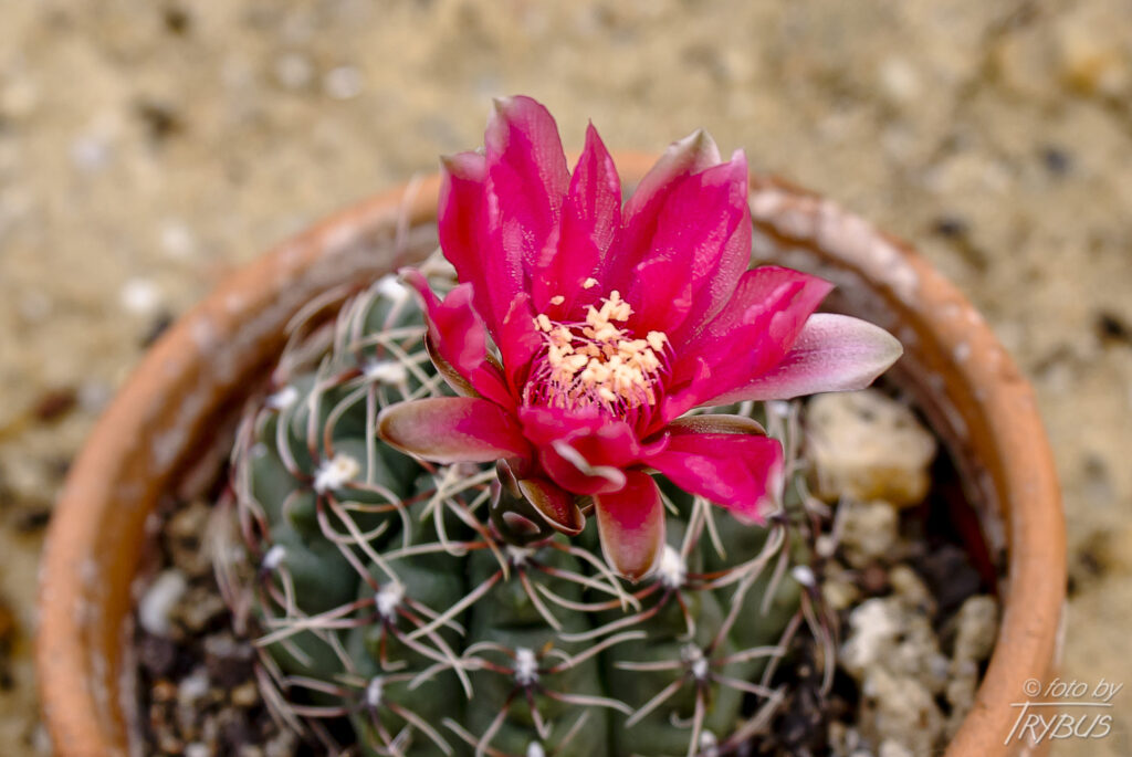 Fotografia przedstawia kwitnącego Gymnocalycium denudatum cv. Jan Suba. Jest małym kulistym kaktusem, ciemnozielonym o zaokrąglonych żebrach. Występuje w Brazylii i Argentynie.