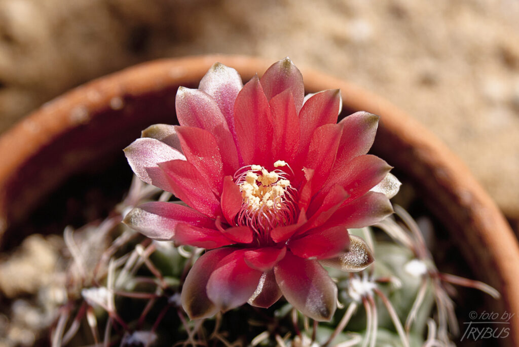 Fotografia przedstawia kwitnącego Gymnocalycium denudatum cv. Jan Suba. Jest małym kulistym kaktusem, ciemnozielonym o zaokrąglonych żebrach. Występuje w Brazylii i Argentynie.