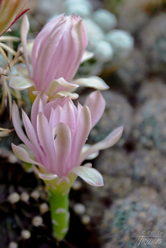 Fotografia przedstawia kwitnącego Gymnocalycium mihanovichii var. friedrichii. To mały samotny kaktus o prążkowanym korpusie. Jest popularny w hodowlach, odmiana Hibotan to popularny zmutowany kaktus o czerwonej lub pomarańczowej barwie.