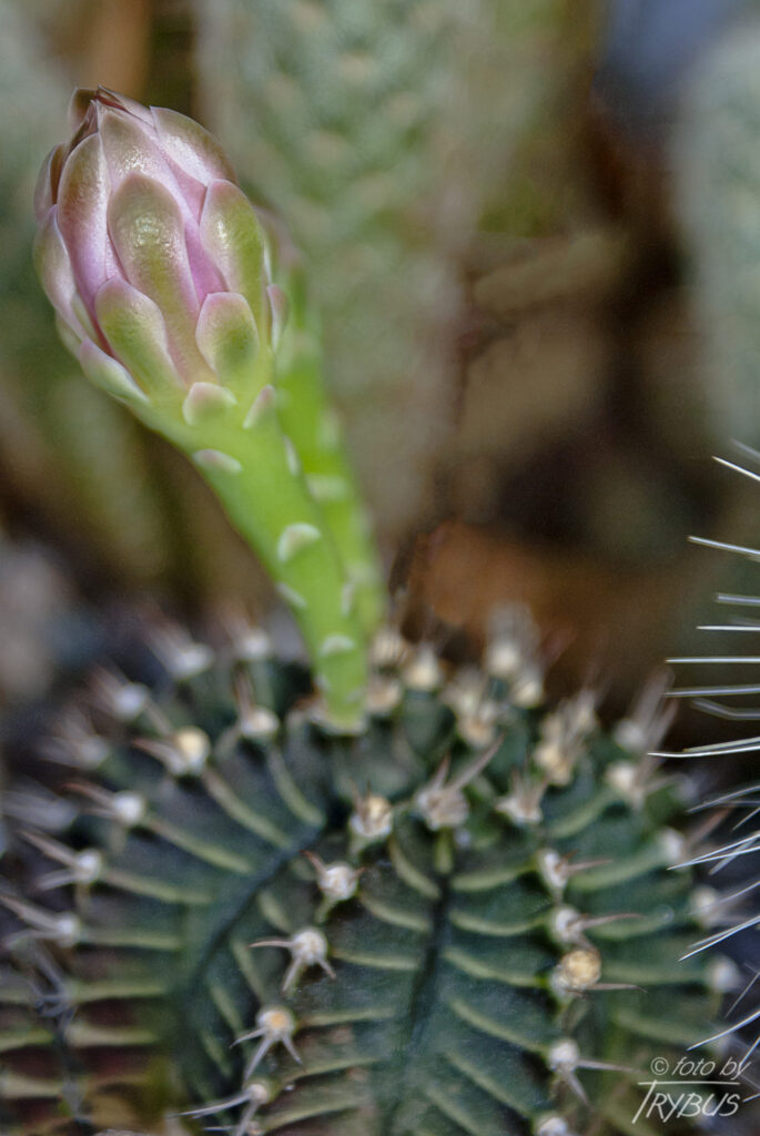Fotografia przedstawia kwitnącego Gymnocalycium mihanovichii var. friedrichii. To mały samotny kaktus o prążkowanym korpusie. Jest popularny w hodowlach, odmiana Hibotan to popularny zmutowany kaktus o czerwonej lub pomarańczowej barwie.