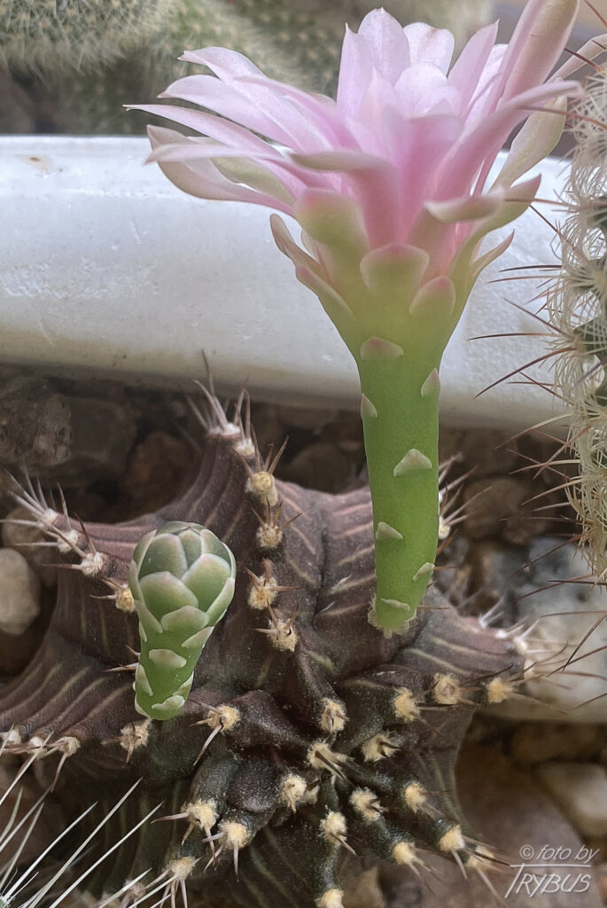 Fotografia przedstawia kwitnącego Gymnocalycium mihanovichii var. friedrichii. To mały samotny kaktus o prążkowanym korpusie. Jest popularny w hodowlach, odmiana Hibotan to popularny zmutowany kaktus o czerwonej lub pomarańczowej barwie.