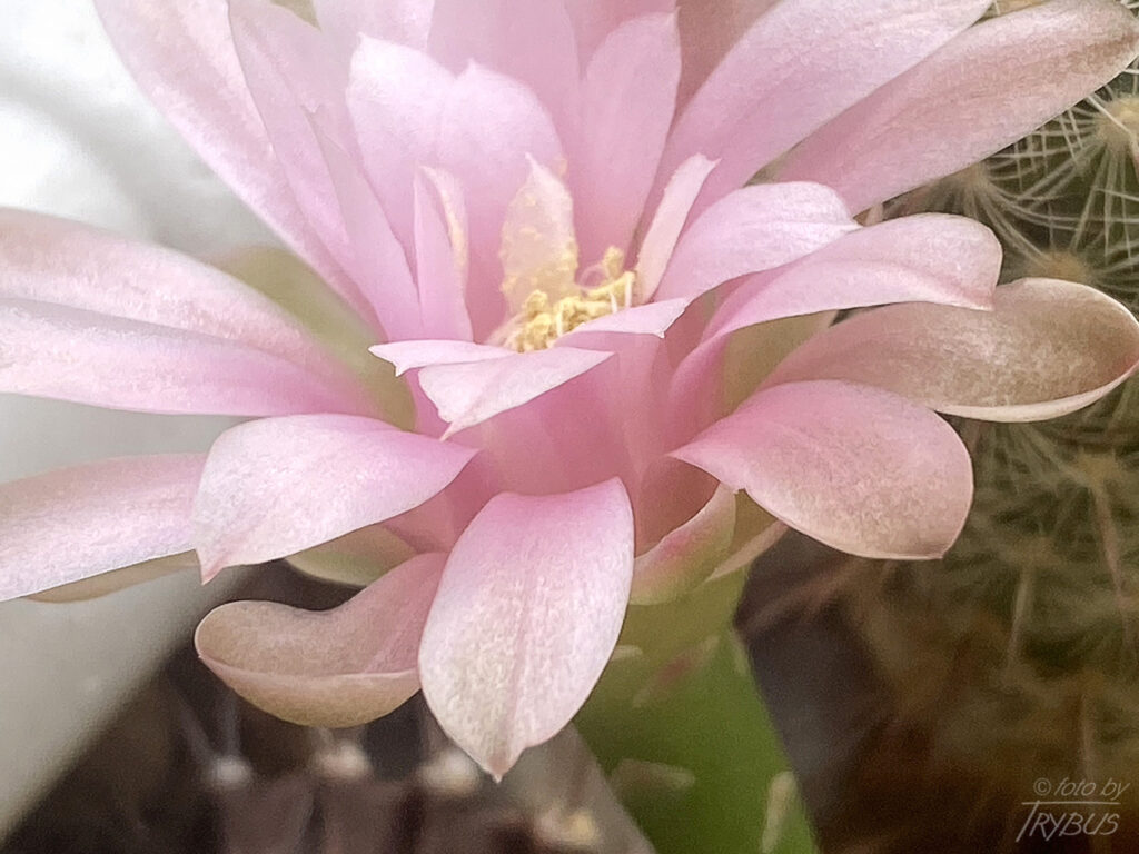 Fotografia przedstawia kwitnącego Gymnocalycium mihanovichii var. friedrichii. To mały samotny kaktus o prążkowanym korpusie. Jest popularny w hodowlach, odmiana Hibotan to popularny zmutowany kaktus o czerwonej lub pomarańczowej barwie.