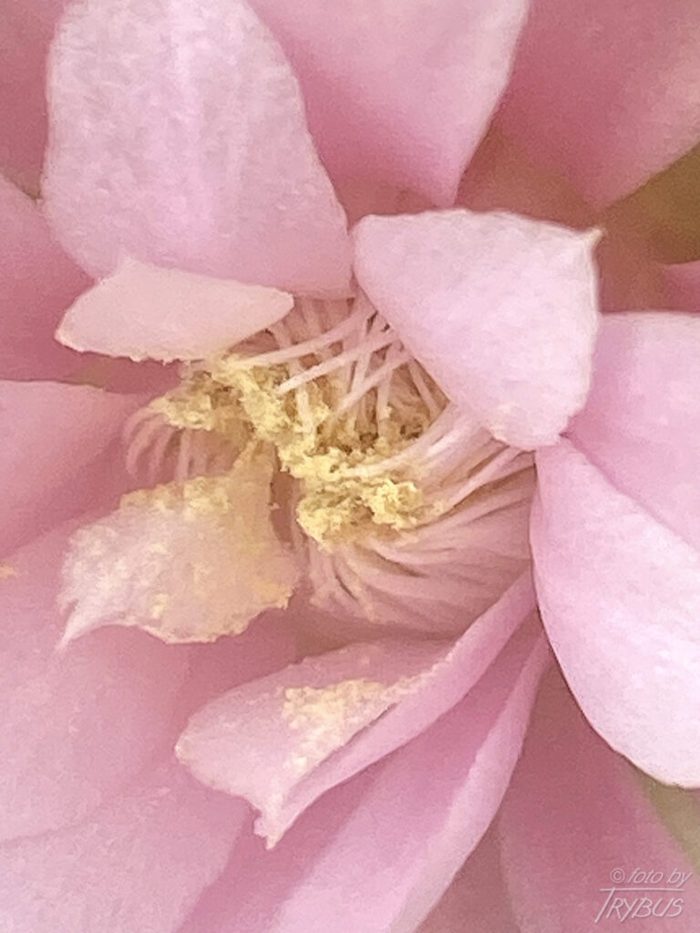Fotografia przedstawia kwitnącego Gymnocalycium mihanovichii var. friedrichii. To mały samotny kaktus o prążkowanym korpusie. Jest popularny w hodowlach, odmiana Hibotan to popularny zmutowany kaktus o czerwonej lub pomarańczowej barwie.