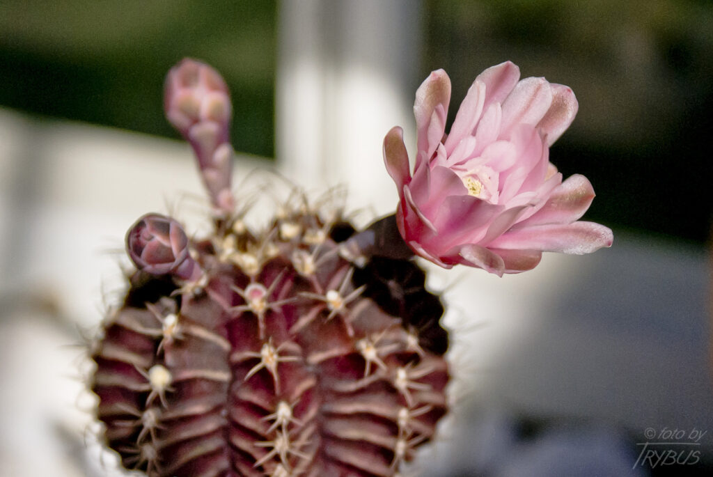 Fotografia przedstawia kwitnącego Gymnocalycium mihanovichii var. friedrichii. To mały samotny kaktus o prążkowanym korpusie. Jest popularny w hodowlach, odmiana Hibotan to popularny zmutowany kaktus o czerwonej lub pomarańczowej barwie.