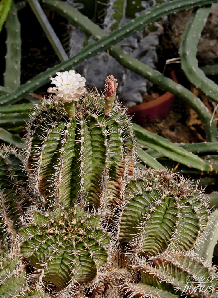 Fotografia przedstawia Gymnocalycium stenopleurum. To kaktus kulisty o szaro-zielonym i brązowo-czerwonym prążkowanym korpusie. Pochodzi z Paragwaju i Boliwii.
