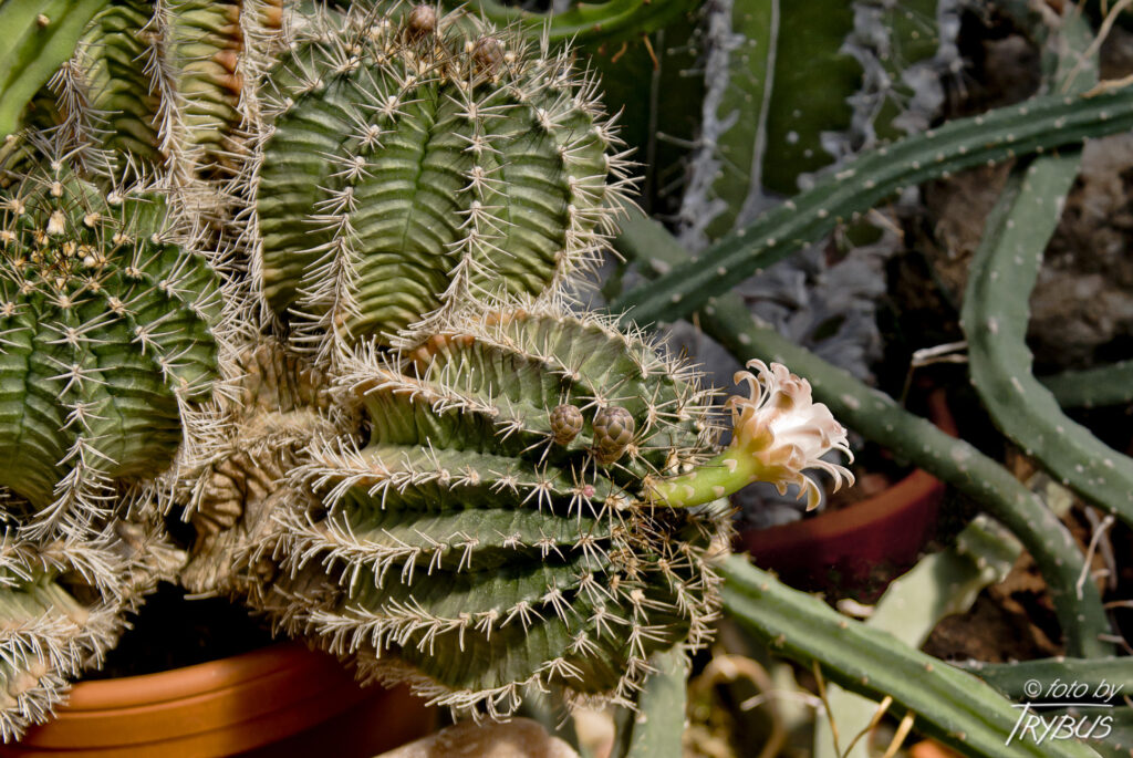 Fotografia przedstawia Gymnocalycium stenopleurum. To kaktus kulisty o szaro-zielonym i brązowo-czerwonym prążkowanym korpusie. Pochodzi z Paragwaju i Boliwii.