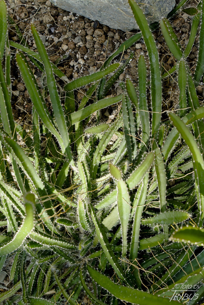 Fotografia przedstawia Hylocereus undatus. To rozłożysty lub pnący się kaktus. Jest to kaktus uprawiany w innych częściach świata, zwłaszcza w tropikalnej Azji, ze względu na owoce nazywane „pitahaya” lub „smoczy owoc”.