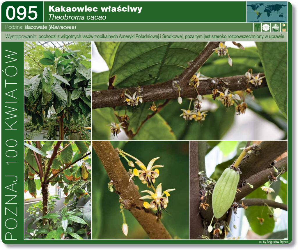 Strona prezentująca kakaowiec właściwy. To gatunek rośliny z rodziny ślazowatych. Pochodzi z Ameryki Południowej i Środkowej, poza tym jest szeroko rozpowszechniony w uprawie