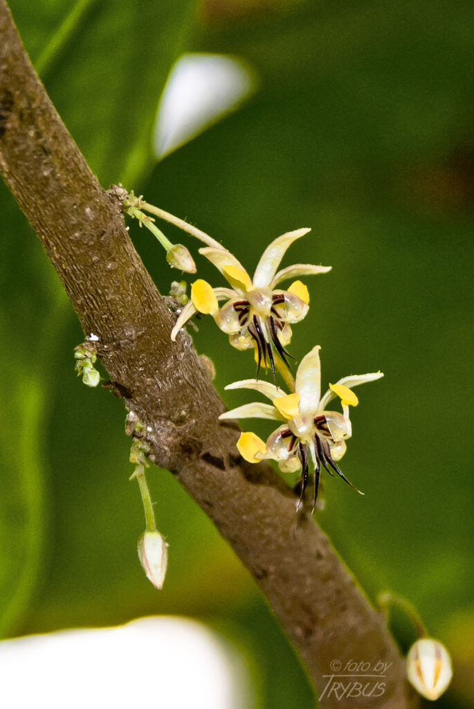 Fotografia przedstawia kwitnący kakaowiec właściwy. To gatunek rośliny z rodziny ślazowatych. Pochodzi z Ameryki Południowej i Środkowej, poza tym jest szeroko rozpowszechniony w uprawie