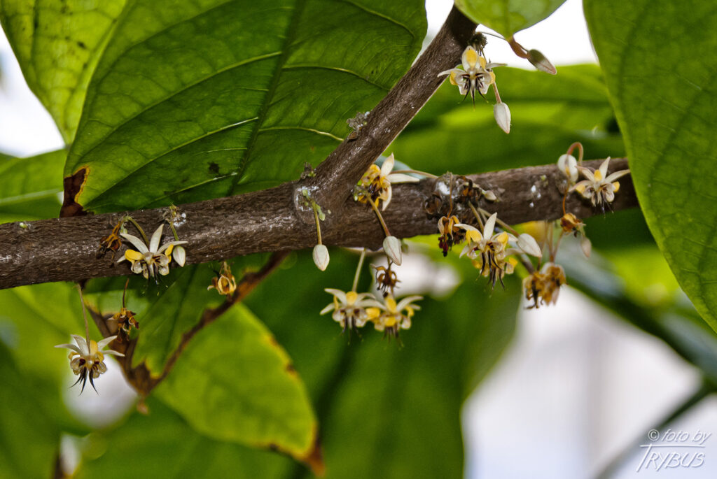 Fotografia przedstawia kwitnący kakaowiec właściwy. To gatunek rośliny z rodziny ślazowatych. Pochodzi z Ameryki Południowej i Środkowej, poza tym jest szeroko rozpowszechniony w uprawie