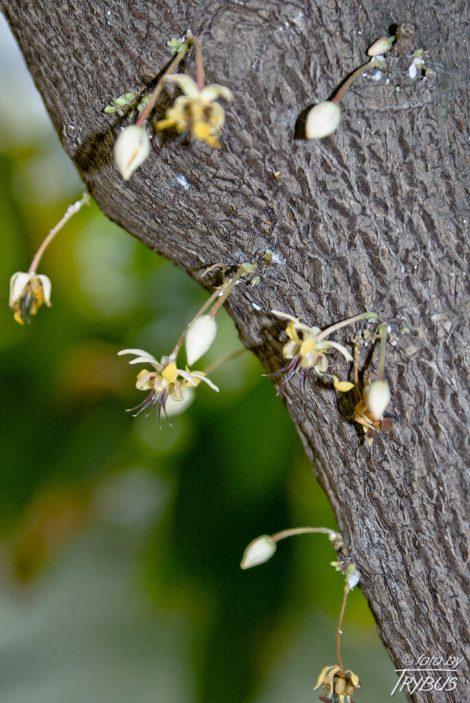 Fotografia przedstawia kwitnący kakaowiec właściwy. To gatunek rośliny z rodziny ślazowatych. Pochodzi z Ameryki Południowej i Środkowej, poza tym jest szeroko rozpowszechniony w uprawie